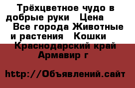 Трёхцветное чудо в добрые руки › Цена ­ 100 - Все города Животные и растения » Кошки   . Краснодарский край,Армавир г.